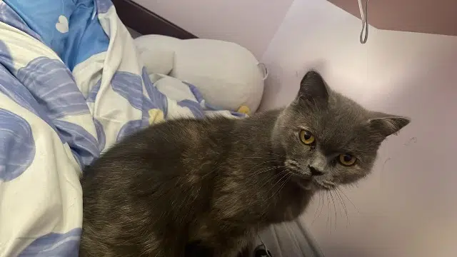 chatte lost   69440 Saint-Laurent-d'Agny Naboo