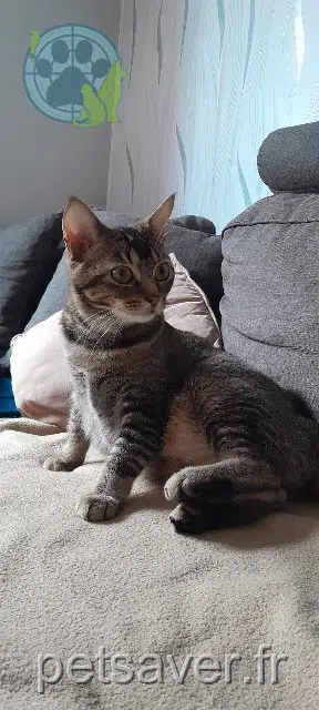 gata lost 69210 L'Arbresle Nala