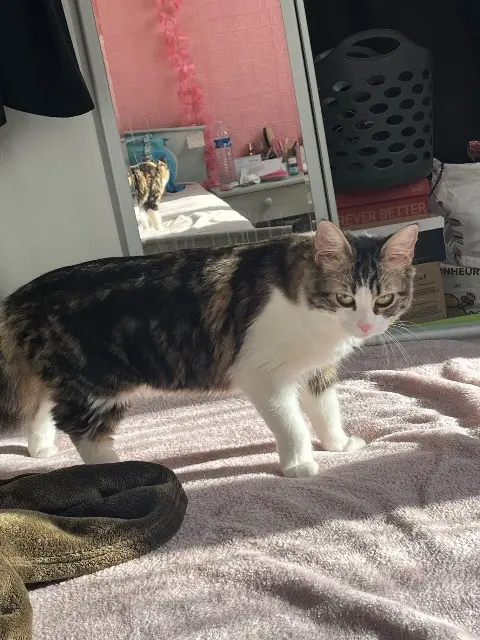 chatte lost   69400 Villefranche-sur-Saône Ohyo / Couscous