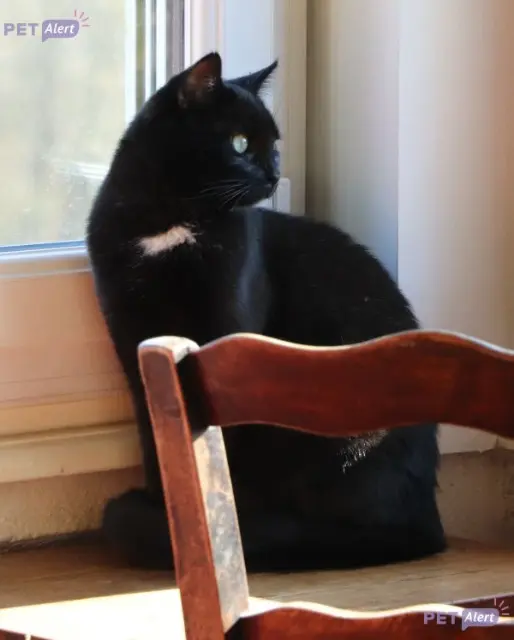chatte lost   69430 Marchampt Onyx