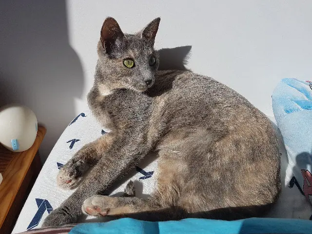 chatte lost   69360 Saint-Symphorien-d'Ozon Perle