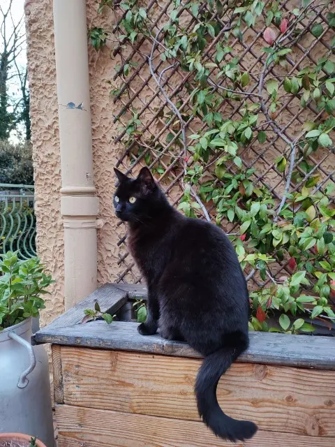 chatte lost   69700 Saint-Romain-en-Gier Piniouf