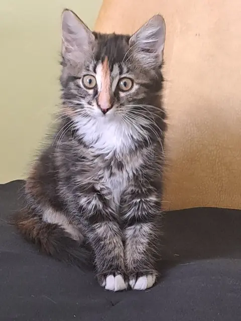 chatte lost    Porte des Pierres Dorées Bella