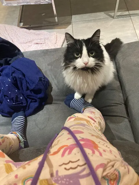 chatte lost    Porte des Pierres Dorées Mew