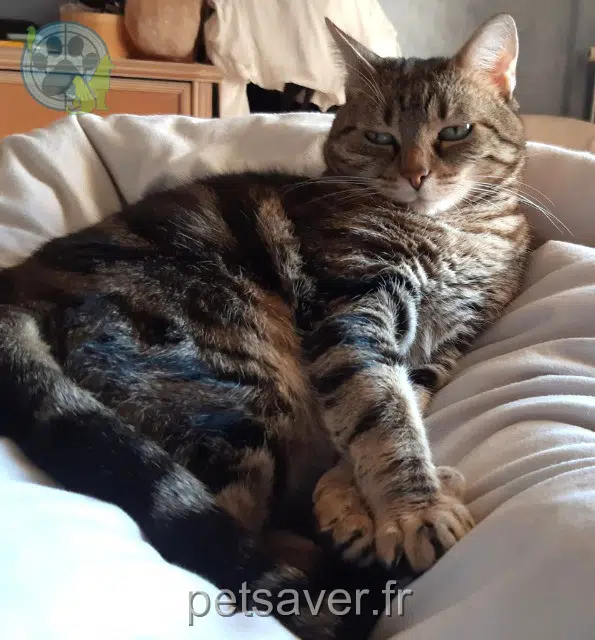 chatte lost 69390 Millery Prunelle