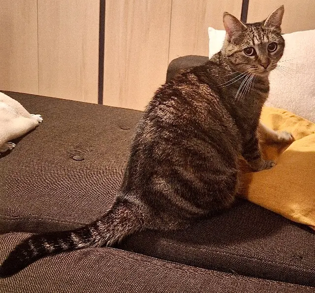 chatte lost   69480 Anse Scarlett