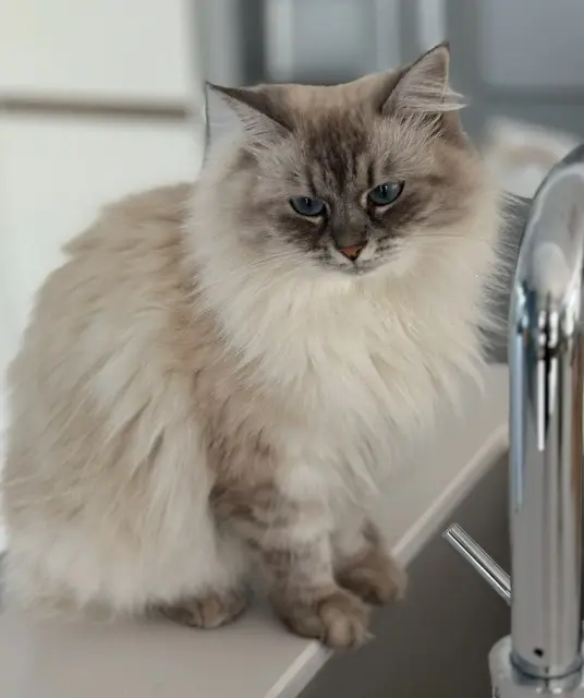 chatte lost   69380 Marcilly-d'Azergues Sia
