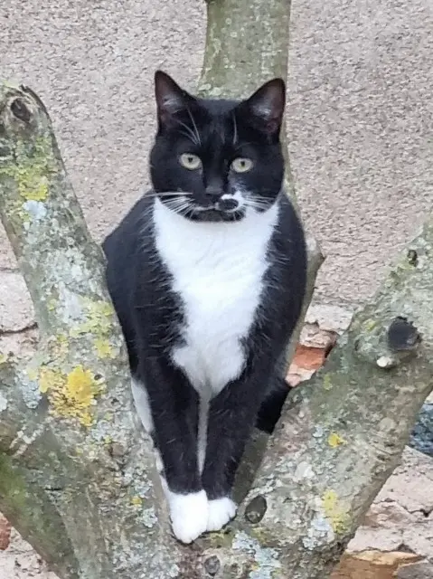 chatte lost   69460 Saint-Étienne-la-Varenne Socquette