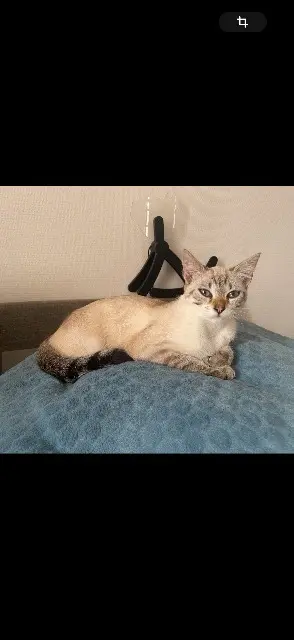 chatte lost   69380 Dommartin Sunny