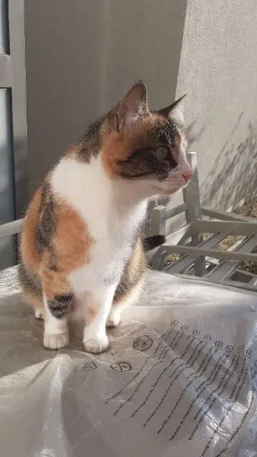 chatte lost   69290 Grézieu-la-Varenne Tacita