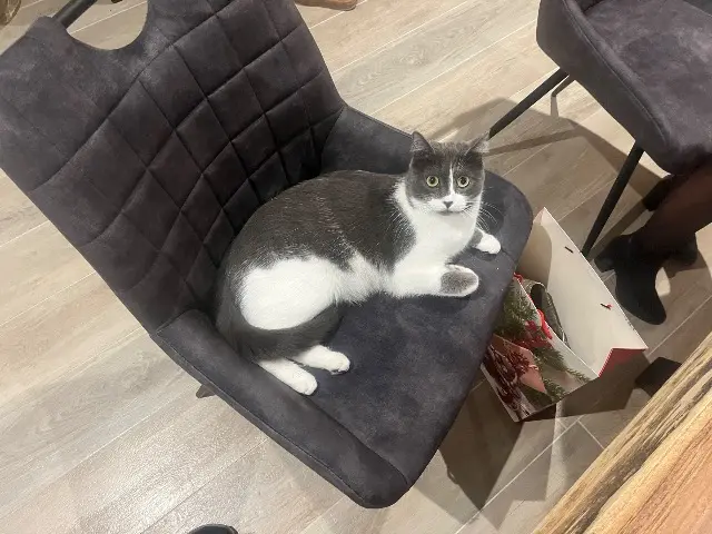 chatte lost   69220 Belleville-en-Beaujolais Tequila