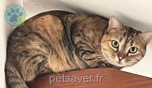 cat lost 69210 L'Arbresle Tigrelle cat lost 69210 L'Arbresle Tigrelle