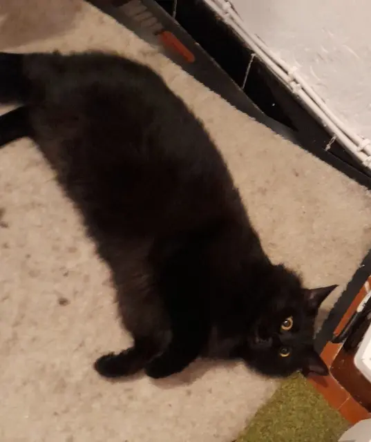 chatte lost   69360 Communay Tonka