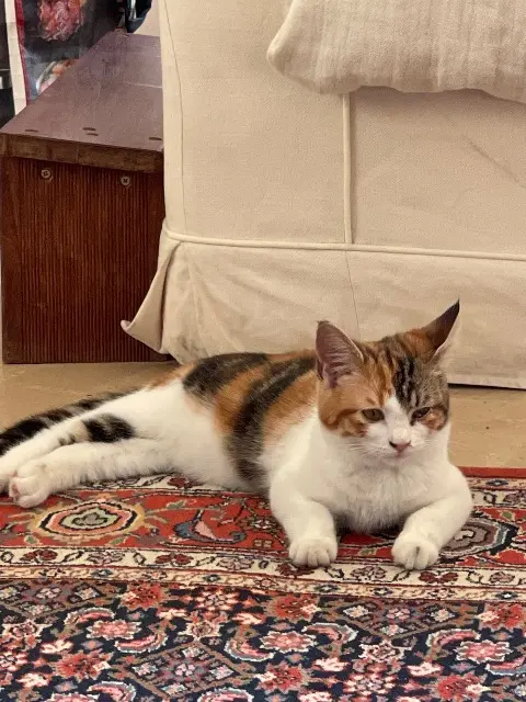 chatte lost   69290 Grézieu-la-Varenne Tulipe