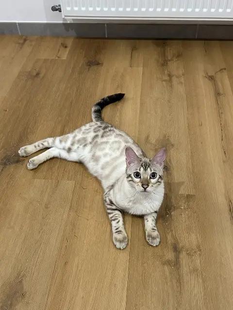 chatte lost   69720 Saint-Laurent-de-Mure Ulianna