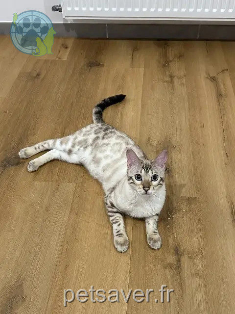 Katze vermisst 69720 Saint-Laurent-de-Mure Ulianna Katze lost 69720 Saint-Laurent-de-Mure Ulianna