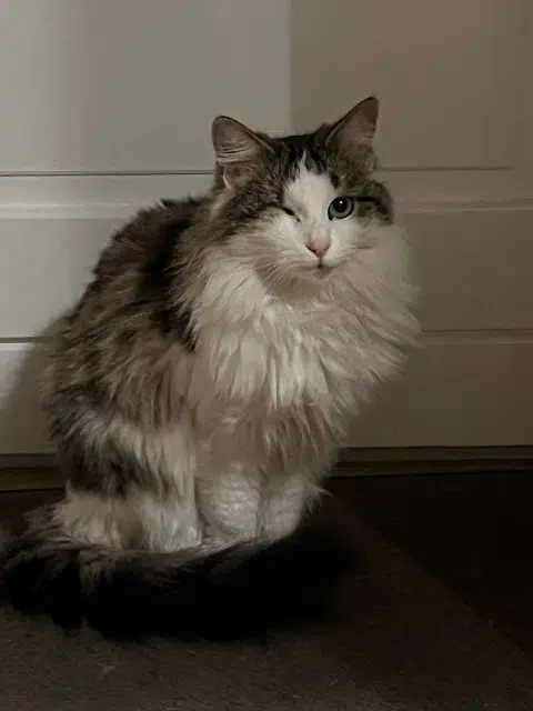 chatte lost   69360 Communay Uma