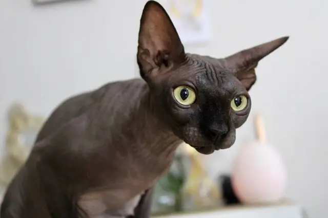 chatte lost   69400 Villefranche-sur-Saône Ursula