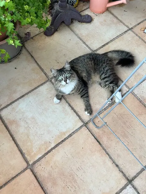 chatte lost   69630 Chaponost Vicky