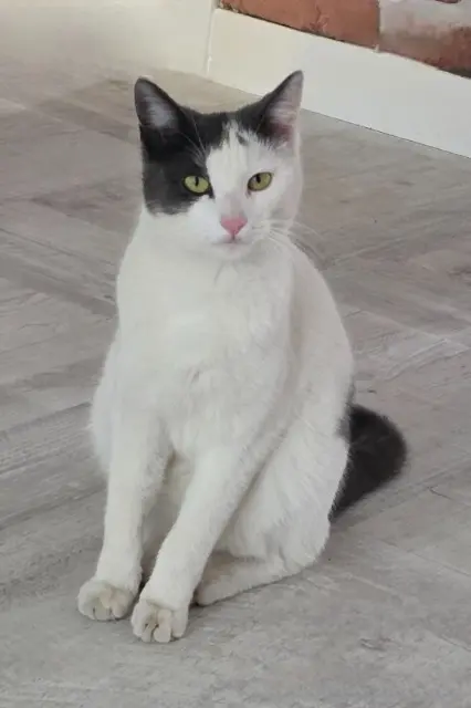 chatte lost   69400 Villefranche-sur-Saône Vénus