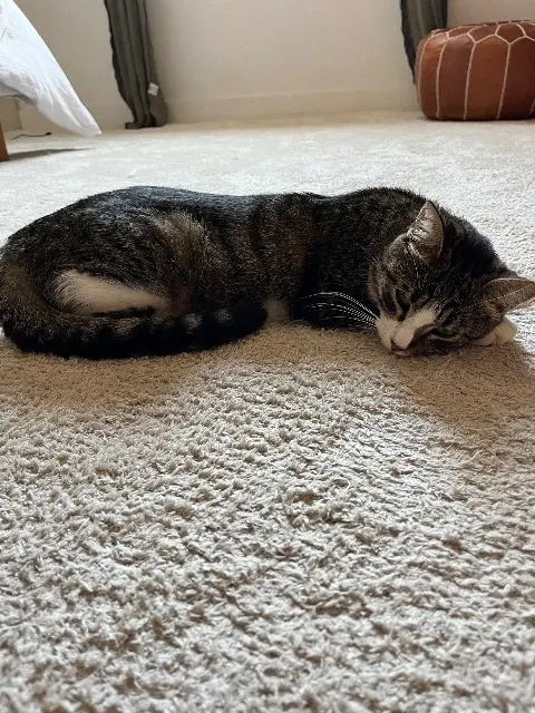 chatte lost   69400 Gleizé Winnie