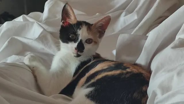 chatte lost   69210 L'Arbresle Yumi