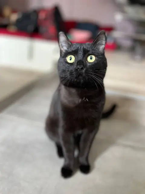 chatte lost   69440 Taluyers Zelda