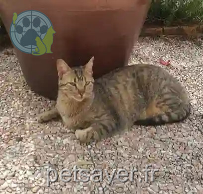 Chatte Perdue 69 Rhône Chatte Perdue 69 Rhône