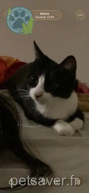 chatte lost 69780 Mions Alca