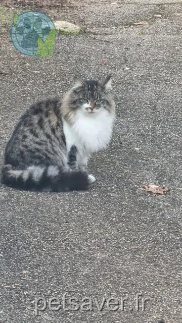 chatte perdue 69140 Rillieux-la-Pape Amande chatte lost 69140 Rillieux-la-Pape Amande