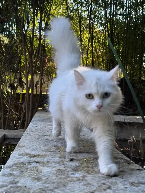 gata lost   69300 Caluire-et-Cuire Apple