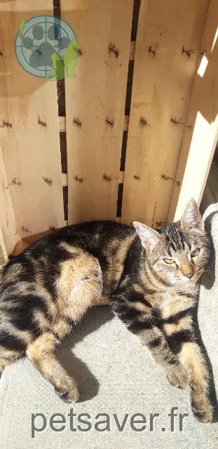 chatte lost 69390 Charly Ariel
