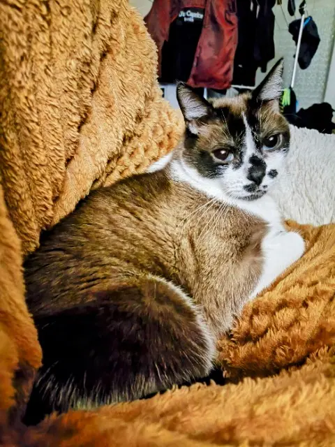 chatte lost   69270 Fontaines-sur-Saône Bibi