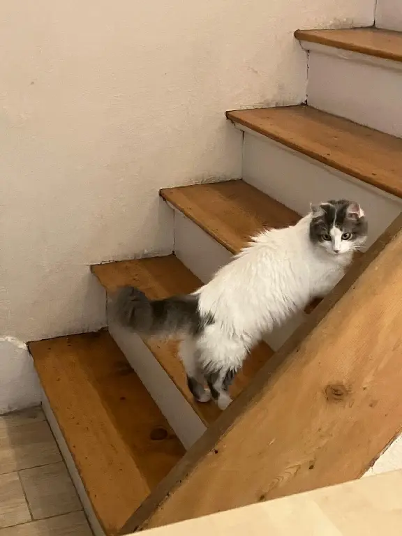 Chatte Perdue 69M Métropole de Lyon - Biggie Chatte Perdue 69M Métropole de Lyon - Biggie
