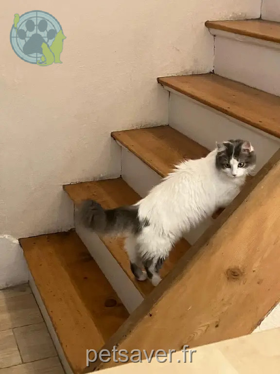 Chatte Perdue 69M Métropole de Lyon - Biggie Chatte Perdue 69M Métropole de Lyon - Biggie