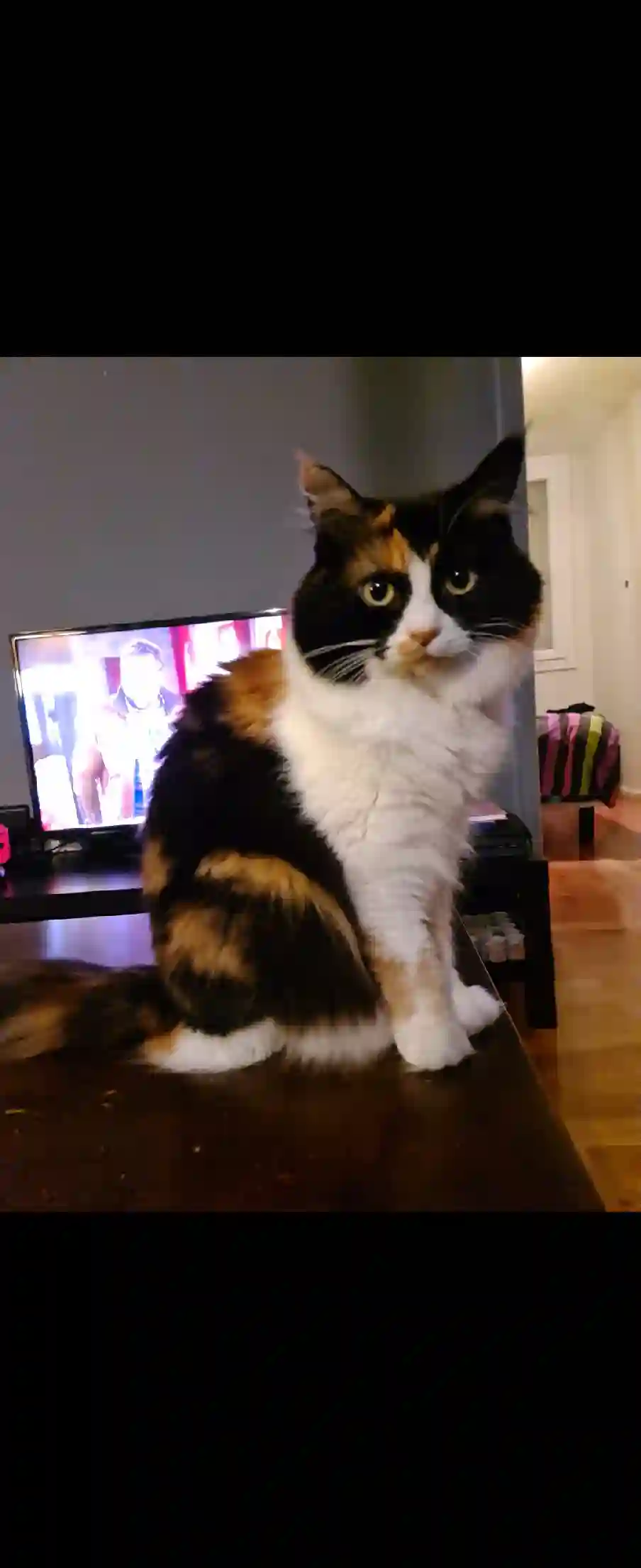 Chatte Perdue 69M Métropole de Lyon - Biscotte Chatte Perdue 69M Métropole de Lyon - Biscotte