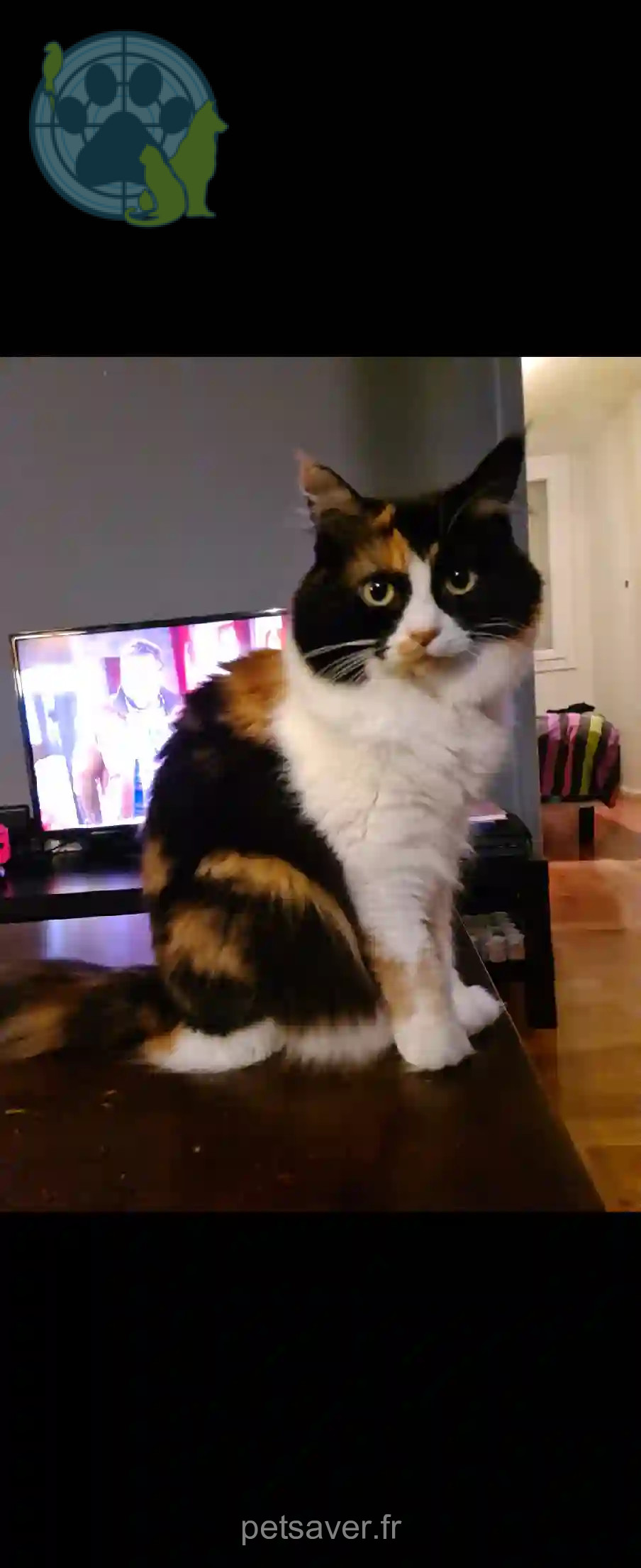 Chatte Perdue 69M Métropole de Lyon - Biscotte Chatte Perdue 69M Métropole de Lyon - Biscotte