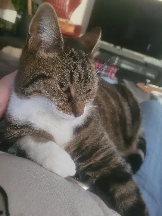 Chatte Perdue 69M Métropole de Lyon Chatte Perdue 69M Métropole de Lyon