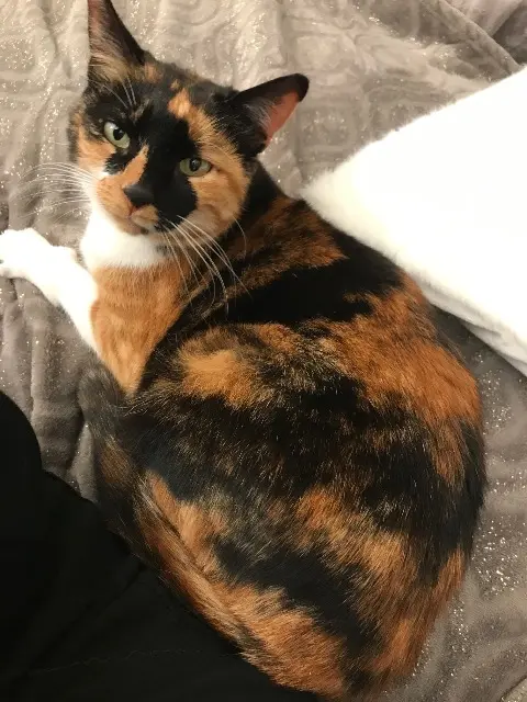 chatte lost   69410 Champagne-au-Mont-d'Or Caline