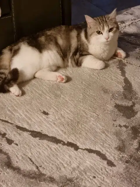 chatte lost   69800 Saint-Priest Calya