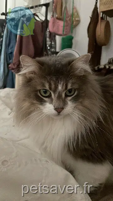 gata lost   69300 Caluire-et-Cuire Chaï