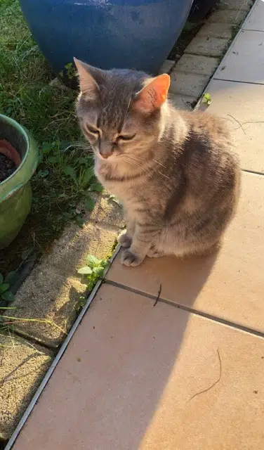 chatte lost   69680 Chassieu Chipie