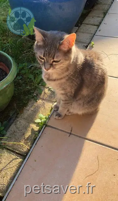 cat lost 69680 Chassieu Chipiie cat lost 69680 Chassieu Chipiie