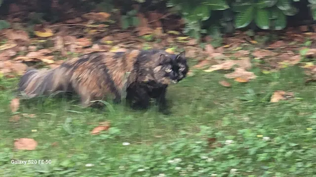 chatte lost   69680 Chassieu Châtaigne