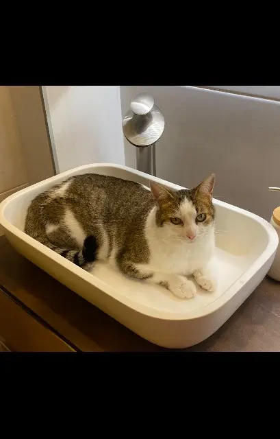 chatte lost   69340 Francheville Cookie