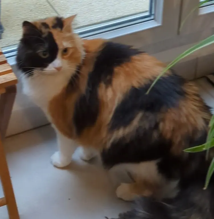 Chatte Perdue 69M Métropole de Lyon Chatte Perdue 69M Métropole de Lyon