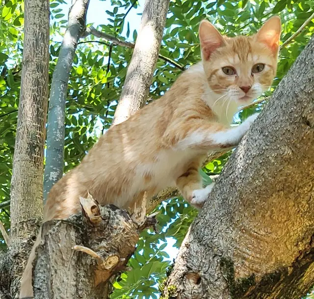 chatte lost   69140 Rillieux-la-Pape Flamme