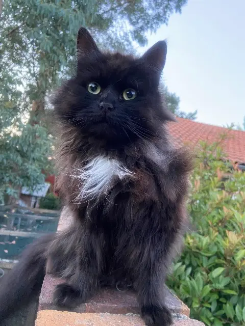 chatte lost   69410 Champagne-au-Mont-d'Or Gaïa