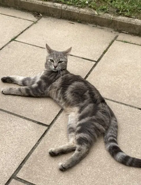 chatte lost   69700 Givors Jely