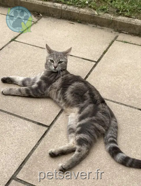 kat vermist 69700 Givors Jely kat lost 69700 Givors Jely
